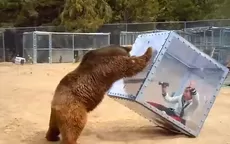 YouTube: oso pardo ataca a una menor encerrada en un cubo  - Noticias de oso-anteojos