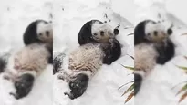 Video: @NationalZoo