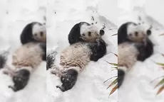 YouTube: oso panda es el más feliz con la fuerte tormenta de nieve en EE.UU. - Noticias de oso