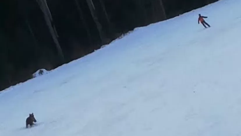 YouTube: Oso salvaje persigue a esquiador en plena bajada por una pista de esquí