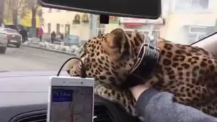 YouTube: pasajero toma un taxi con un leopardo y asombra a miles. (Foto: Captura/Video:  exp1ose)