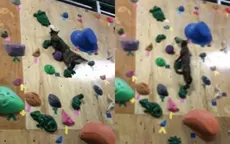 YouTube: pequeña gata con habilidad para escalar causa furor en Internet - Noticias de gata-miedosa