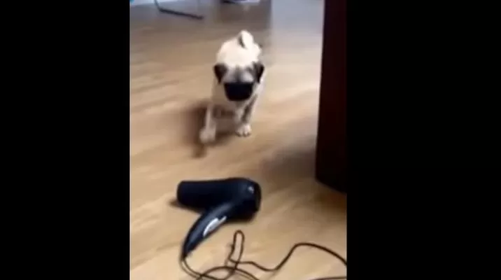 Video: Rumble Viral Video: Rumble Viral