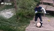 YouTube: pequeño y adorable panda todo por un abrazo de su cuidador