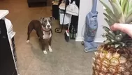 YouTube: una perra pitbull le tiene mucho miedo a una simple piña
