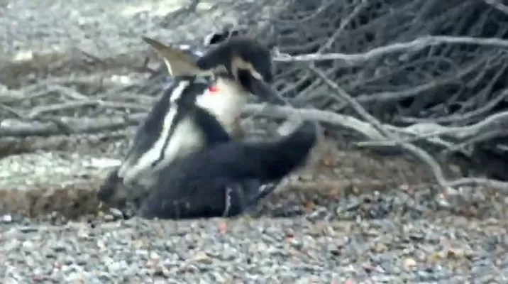 Pelea entre Pingüinos. (Vía: Twitter) Pelea entre Pingüinos. (Vía: Twitter)