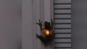 (Foto: Captura YouTube)