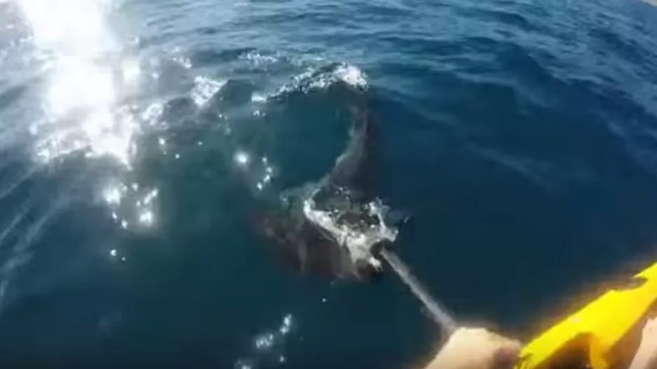 YouTube: agresivo tiburón atacó a hombre que pescaba en su kayak