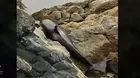 YouTube: salvan a orca que terminó atorada entre las rocas