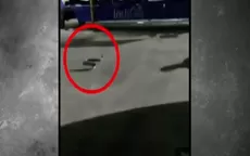 YouTube: Serpiente irrumpe en avión y desata el pánico entre los pasajeros - Noticias de agua