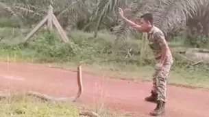 YouTube: soldado se encuentra con la serpiente venenosa más grande del mundo y su reacción impacta a miles. Foto: captura