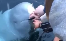 YouTube: el sorprendente gesto de una ballena con joven que dejó caer su iPhone al mar - Noticias de ballena-jorobada