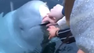 YouTube: el sorprendente gesto de una beluga con joven que dejó caer su iPhone al mar. Foto: captura