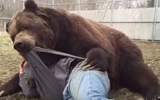 YouTube: sujeto se acuesta con su oso de 700 kilos y sufre percance - Noticias de oso-anteojos