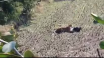 YouTube: Tigre se acuesta sobre un hombre y este finge estar muerto para salvarse. Foto: Captura