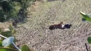 YouTube: Tigre se acuesta sobre un hombre y este finge estar muerto para salvarse. Foto: Captura