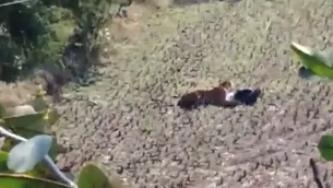 YouTube: Tigre se acuesta sobre un hombre y este finge estar muerto para salvarse. Foto: Captura