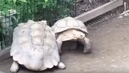 YouTube: tortuga salvó a su amiga con este increíble acto