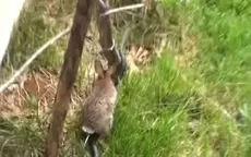 YouTube: valiente coneja se enfrentó a serpiente que osó atacar a su cría - Noticias de oso