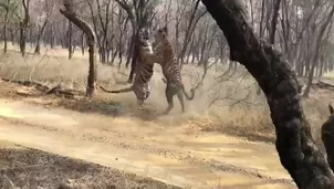 YouTube viral: Captan el brutal enfrentamiento entre dos tigres en un parque nacional. Foto: Captura