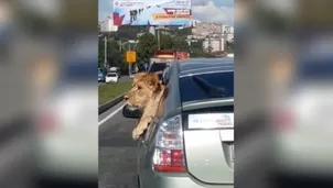 El clip del felino ha dado la vuelta al mundo y ya cuenta con miles de reproducciones en el portal de videos de Google. (Foto: Captura/Video: лев в машине владивосток)