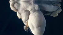 YouTube viral: captan a pulpo que cambia de color mientras duerme. Foto: captura/Video: Nature on PBS