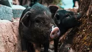 Cerdos ven a pez moribundo en el suelo y lo empujan al agua para salvarle la vida