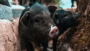 Cerdos empujan a un pez para salvarlo. Foto: Remi Yuan