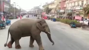 El video del elefante en China ha impactado a miles y se ha convertido en viral. Foto: Canal N