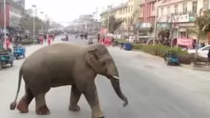 El video del elefante en China ha impactado a miles y se ha convertido en viral. Foto: Canal N