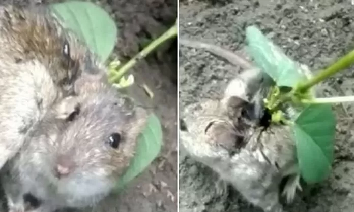 YouTube viral: descubren una rata con una planta creciendo en su espalda