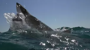 YouTube viral: Enorme tiburón blanco asusta a varios hombres al sacudir y morder el motor de su bote en Australia