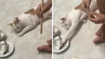 YouTube viral: gato se hace el dormido para robar una cena ajena. Foto: captura/Video: ViralHog