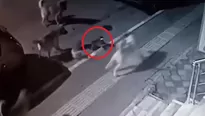 YouTube viral: gato se enfrenta a jauría de perros y sale victorioso. Foto: captura