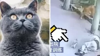 Gato cae sobre un anciano y lo deja inconsciente. Foto: The Paper 澎湃新闻 / Video: RT