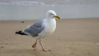 YouTube viral: gaviota es captada comiendo un tiburón vivo e impacta a miles. Foto: captura