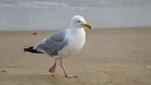 YouTube viral: gaviota es captada comiendo un tiburón vivo e impacta a miles. Foto: captura