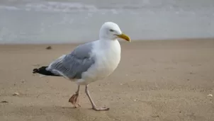 YouTube viral: gaviota es captada comiendo un tiburón vivo e impacta a miles. Foto: captura