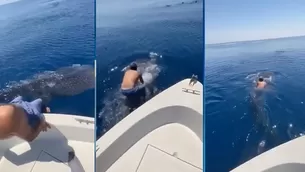 YouTube viral: Hombre salta encima de un tiburón ballena y lo monta. Foto: Captura