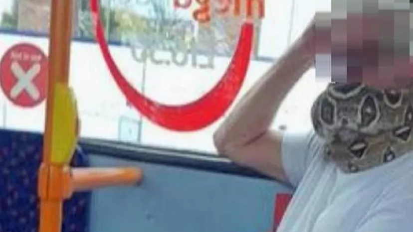 Hombre usa serpiente como mascarilla para cubrirse la cara en un autobús 