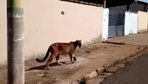 El jaguar causó terror en el vecindario. Video: Giro Marília - Jornal on line