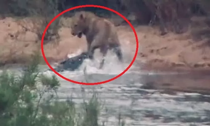 YouTube: león se sumerge en río y es brutalmente atacado por enorme  cocodrilo - América Noticias