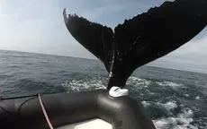 YouTube viral: ballena jorobada emerge y golpea un bote con turistas - Noticias de ballena-jorobada
