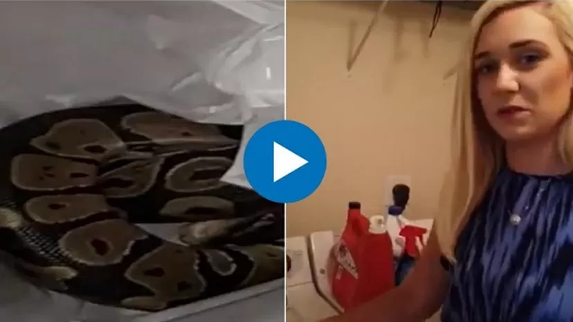 Estados Unidos: Mujer de Florida encuentra una serpiente en su lavadora
