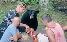 Oso se une al picnic de una familia al verla comer y protagoniza insólita escena - Noticias de oso-polar