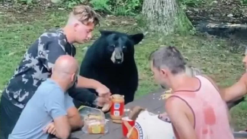 Oso se une al picnic de una familia al verla comer y protagoniza insólita escena