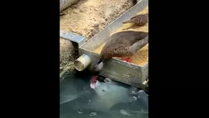 YouTube viral: Pato 'generoso' pone su comida en la boca de los peces hambrientos. Video: RT