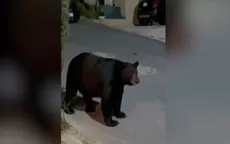 YouTube viral: Perro chihuahua ahuyenta a un oso  - Noticias de oso