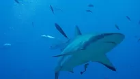 YouTube viral: pescador se enfrenta con tibur&oacute;n de 4,5 metros y se salva de milagro. Foto: captura/Video: StoryTrender