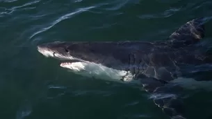 Tiburón. Foto: Gerard Lacz / Video:  Nine News Sydney